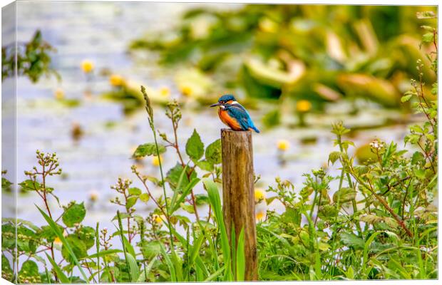 Kingfisher Perched on a Post Canvas Print by Roger Green
