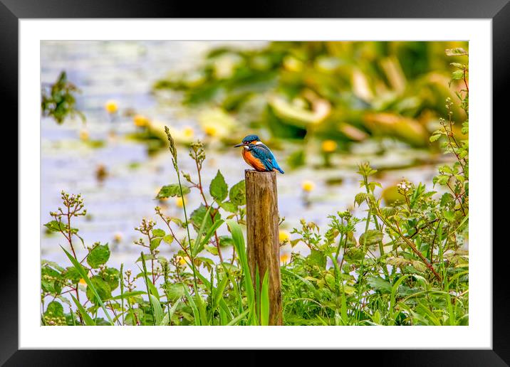 Kingfisher Perched on a Post Framed Mounted Print by Roger Green