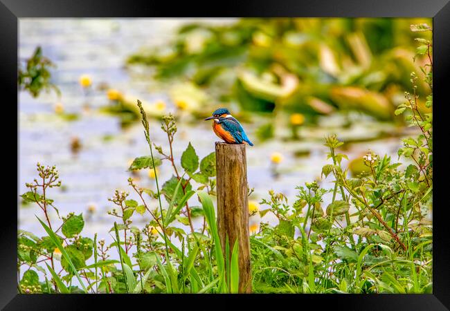 Kingfisher Perched on a Post Framed Print by Roger Green