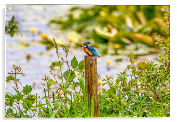 Kingfisher Perched on a Post Acrylic by Roger Green