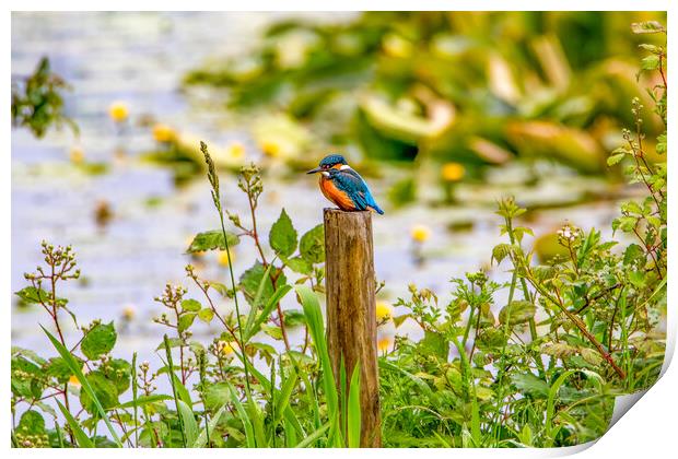 Kingfisher Perched on a Post Print by Roger Green