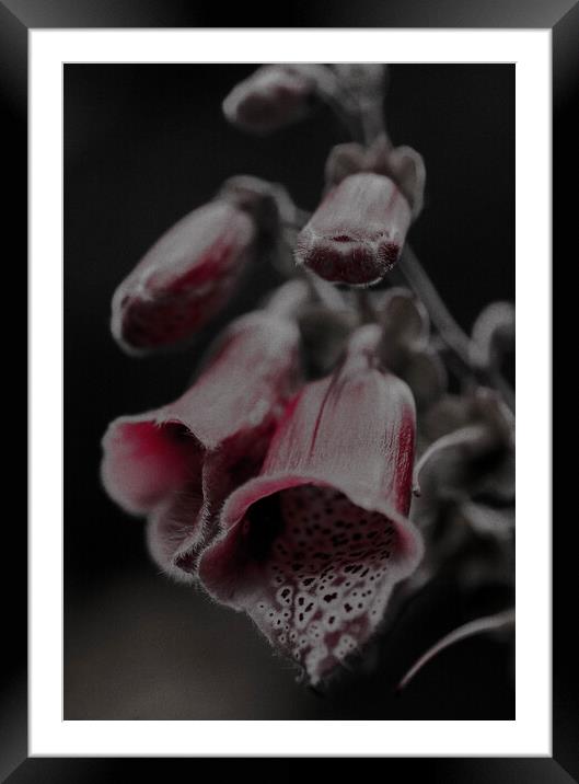 Highland Foxglove Sunset Framed Mounted Print by Antonio Ravelli