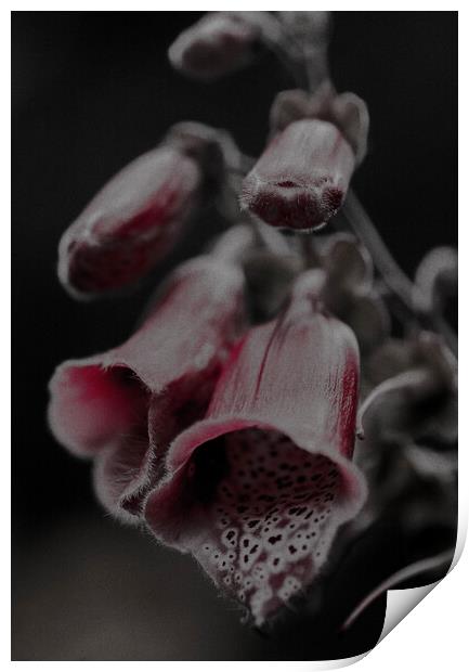 Highland Foxglove Sunset Print by Antonio Ravelli