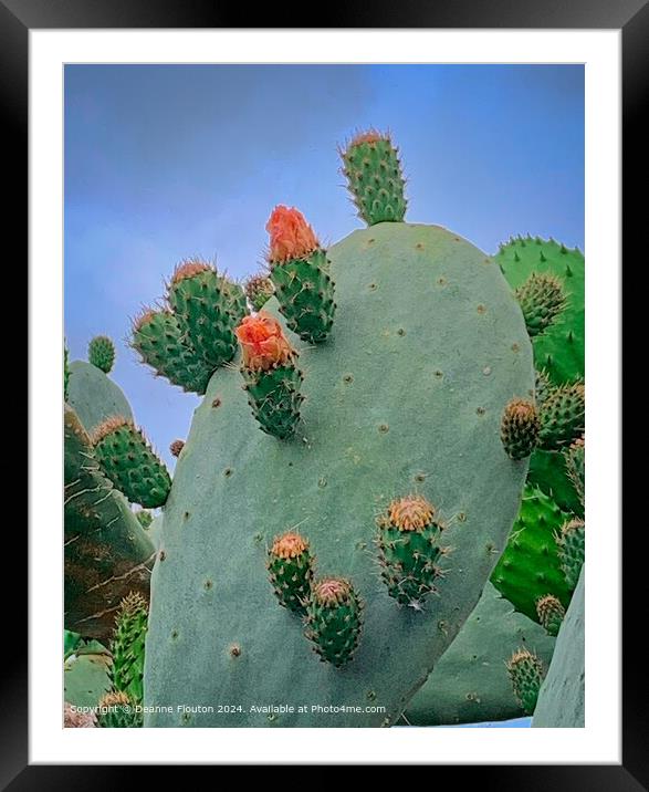 Vibrant Cactus Flowers in Es Migjorn Gran, Spain Framed Mounted Print by Deanne Flouton