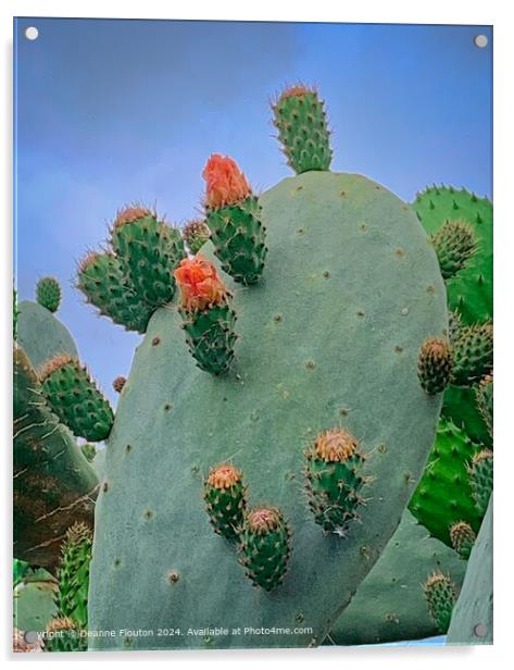 Vibrant Cactus Flowers in Es Migjorn Gran, Spain Acrylic by Deanne Flouton