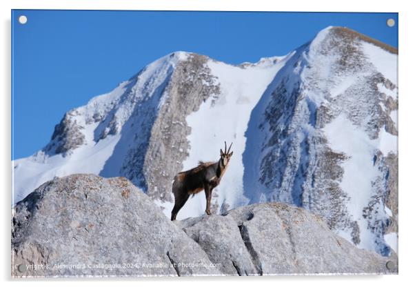 Chamois on the lookout in Gran Sasso Acrylic by Alessandra Castagnolo