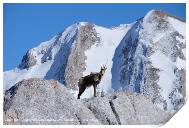 Chamois on the lookout in Gran Sasso Print by Alessandra Castagnolo