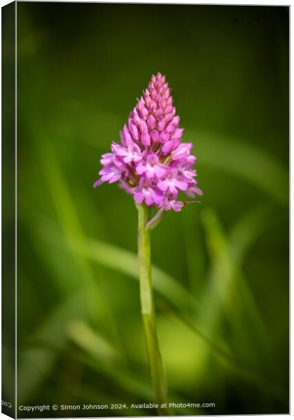 Meadow Flower Close Up Cotswolds Canvas Print by Simon Johnson