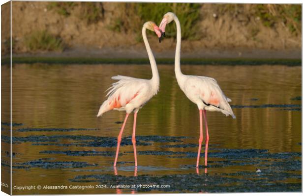 Romantic Flamingos in Puglia Canvas Print by Alessandra Castagnolo