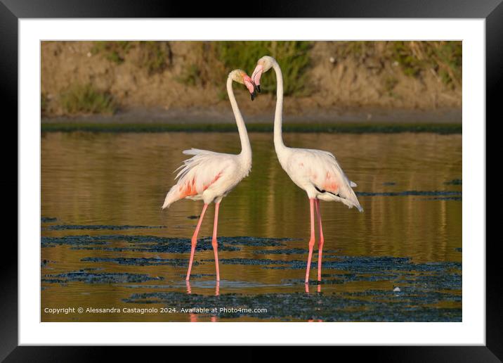 Romantic Flamingos in Puglia Framed Mounted Print by Alessandra Castagnolo