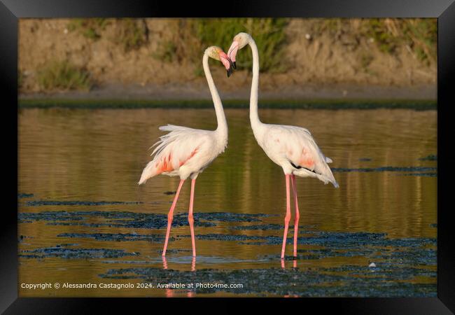 Romantic Flamingos in Puglia Framed Print by Alessandra Castagnolo