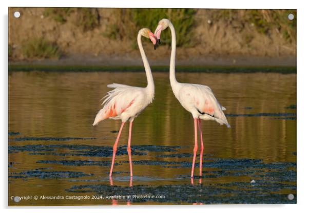 Romantic Flamingos in Puglia Acrylic by Alessandra Castagnolo