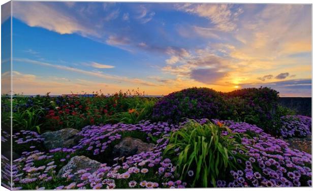 Cleveleys Promenade Daisies Sunset Canvas Print by Michele Davis