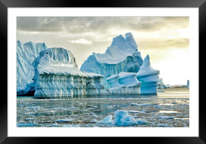 Antarctic Iceberg: Blue, Bird, Structure Framed Mounted Print by Subir Ghosh