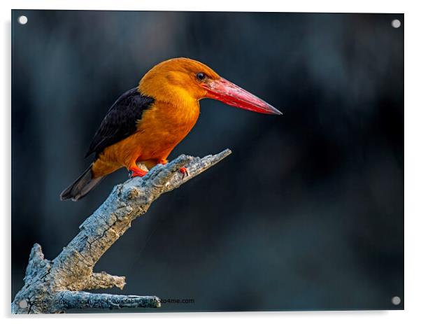 Brown Winged Kingfisher in Sunderban Mangrove Acrylic by Subir Ghosh