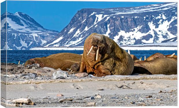 Walrus, Arctic Sun, Harsh Landscape Canvas Print by Subir Ghosh