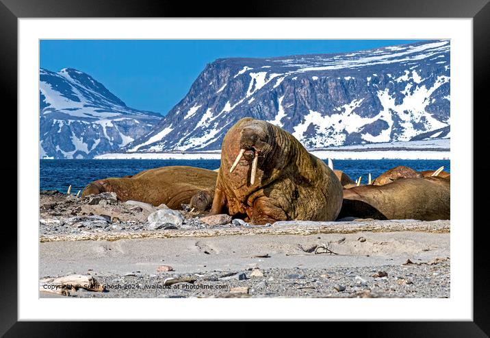 Walrus, Arctic Sun, Harsh Landscape Framed Mounted Print by Subir Ghosh