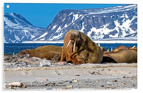 Walrus, Arctic Sun, Harsh Landscape Acrylic by Subir Ghosh