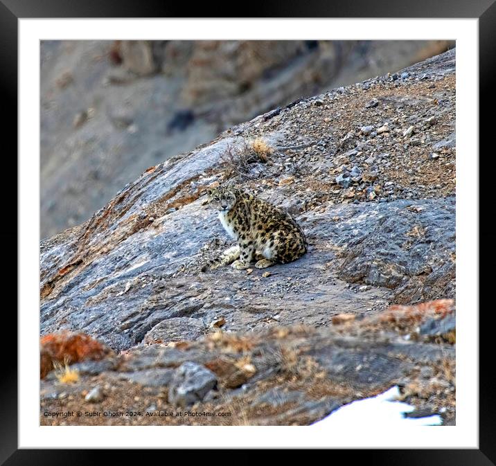 Himalayan Snow Leopard Nature Framed Mounted Print by Subir Ghosh