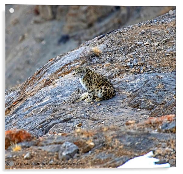 Himalayan Snow Leopard Nature Acrylic by Subir Ghosh