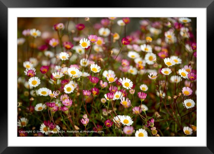 Cornish Daisies Close-Up Nature Framed Mounted Print by Simon Johnson