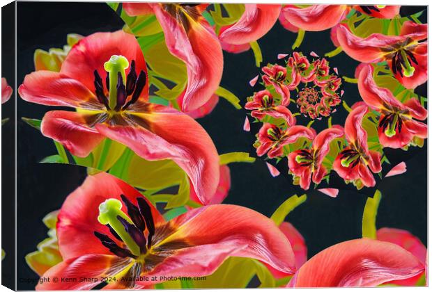 Vibrant Tulip Spiral Abstract Canvas Print by Kenn Sharp