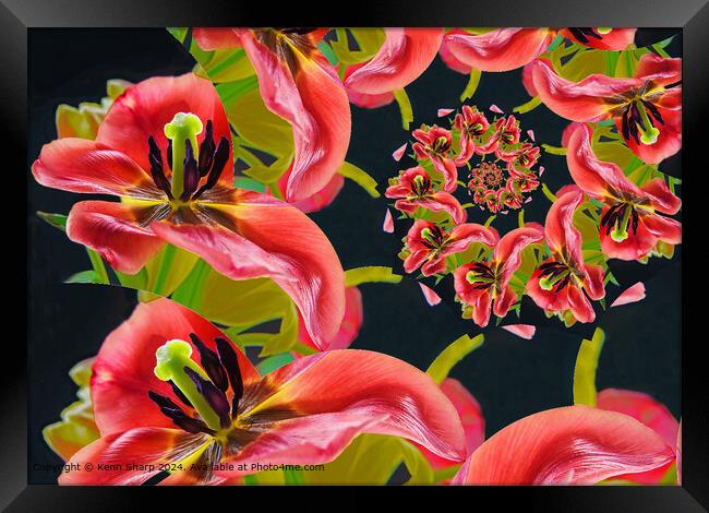 Vibrant Tulip Spiral Abstract Framed Print by Kenn Sharp
