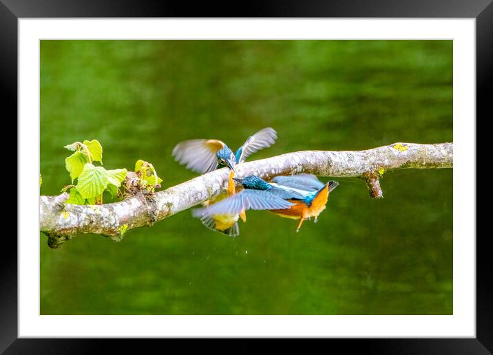 Juvenile Kingfishers Fighting over a Minnow Framed Mounted Print by Roger Green