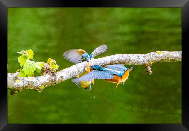 Juvenile Kingfishers Fighting over a Minnow Framed Print by Roger Green