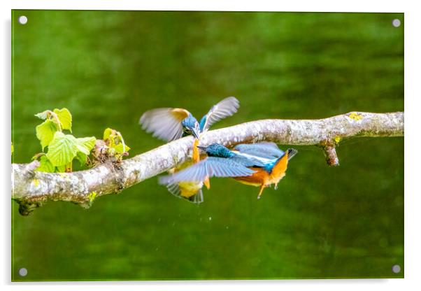 Juvenile Kingfishers Fighting over a Minnow Acrylic by Roger Green