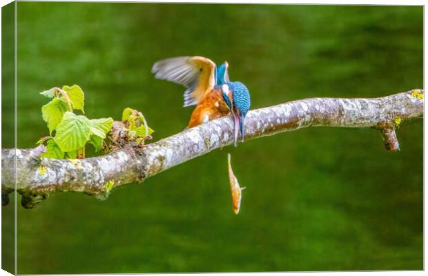Juvenile Kingfisher Dropping it's Lunch Canvas Print by Roger Green