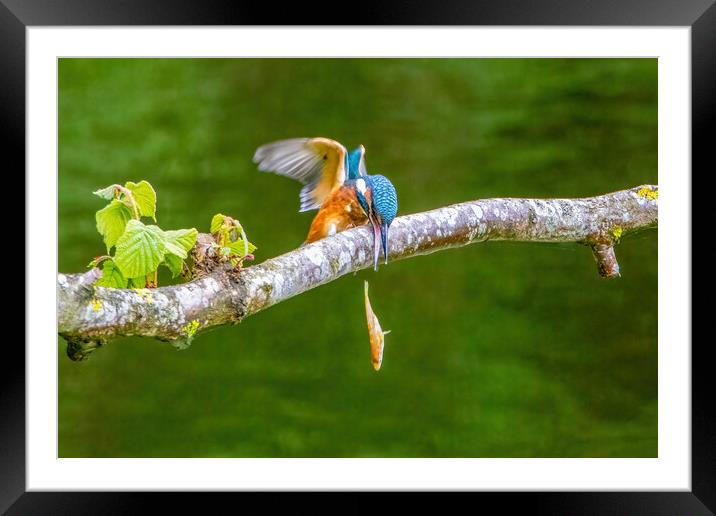 Juvenile Kingfisher Dropping it's Lunch Framed Mounted Print by Roger Green