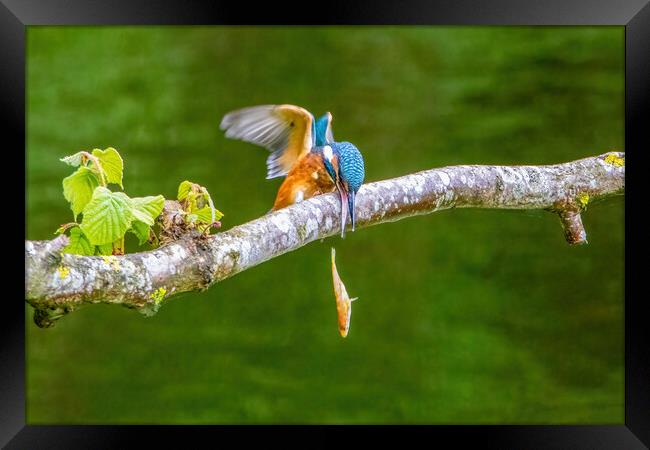 Juvenile Kingfisher Dropping it's Lunch Framed Print by Roger Green