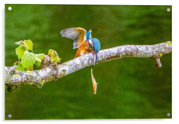 Juvenile Kingfisher Dropping it's Lunch Acrylic by Roger Green
