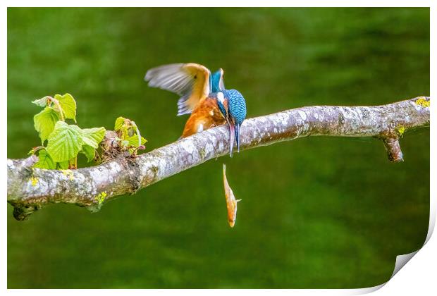Juvenile Kingfisher Dropping it's Lunch Print by Roger Green