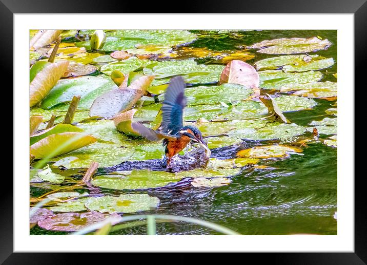 Kingfisher with Minnow Framed Mounted Print by Roger Green