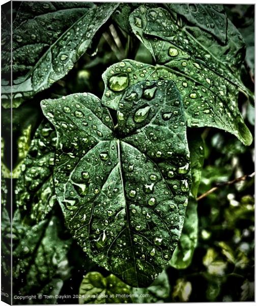 Dramatic wet leaf Canvas Print by Tom Daykin