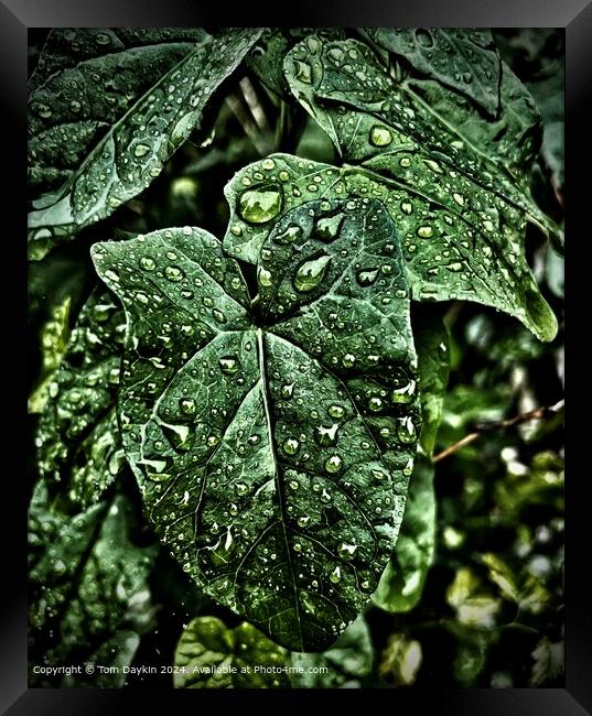 Dramatic wet leaf Framed Print by Tom Daykin