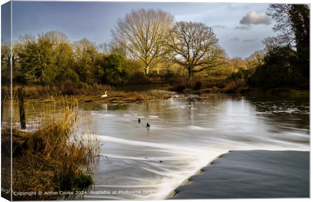 Beeleigh Falls Winter Swan Canvas Print by Anton Cooke