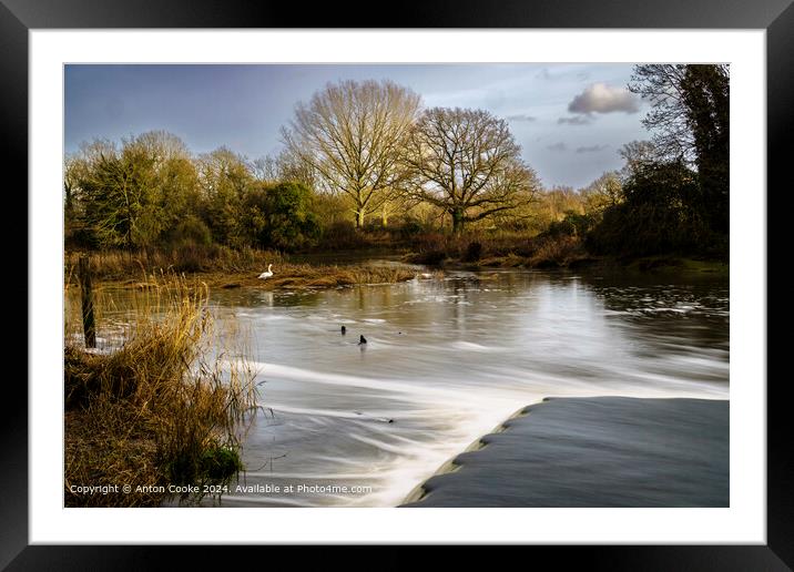 Beeleigh Falls Winter Swan Framed Mounted Print by Anton Cooke