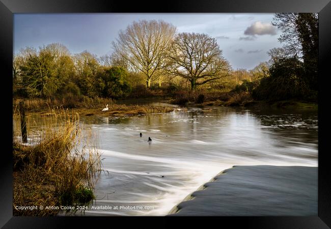 Beeleigh Falls Winter Swan Framed Print by Anton Cooke