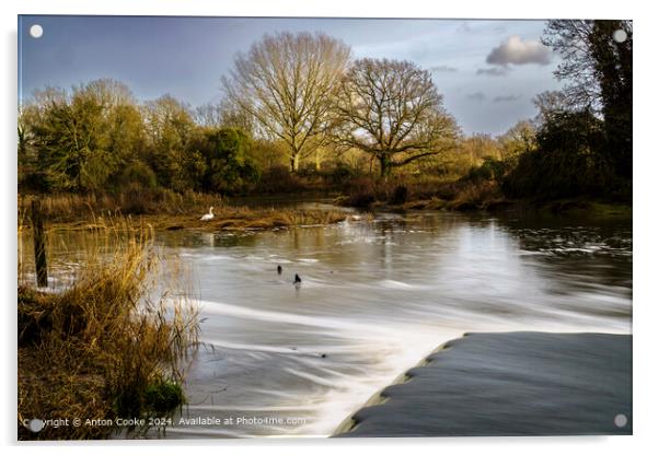 Beeleigh Falls Winter Swan Acrylic by Anton Cooke