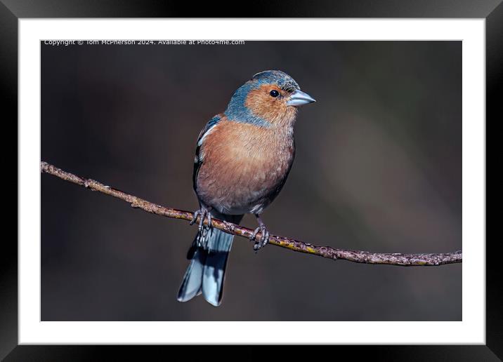 Colourful Chaffinch Bird Framed Mounted Print by Tom McPherson