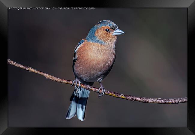 Colourful Chaffinch Bird Framed Print by Tom McPherson