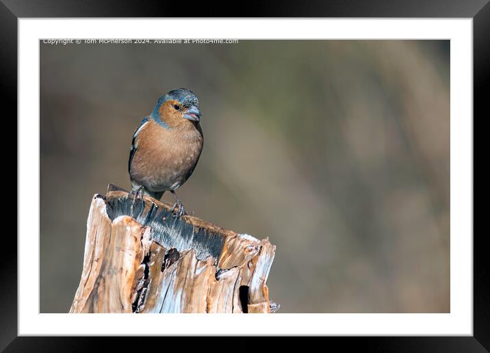 Colourful Chaffinch Bird Portrait Framed Mounted Print by Tom McPherson
