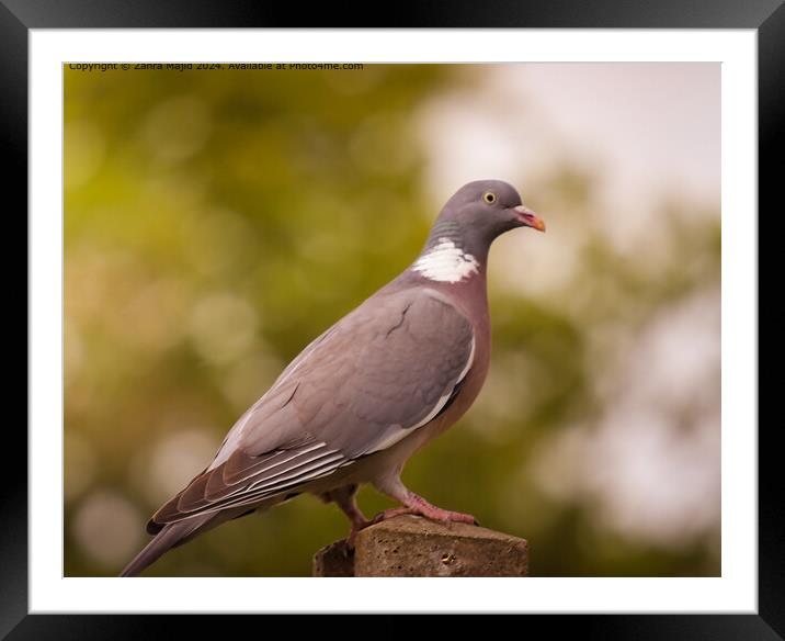 This pigeon loves us Framed Mounted Print by Zahra Majid