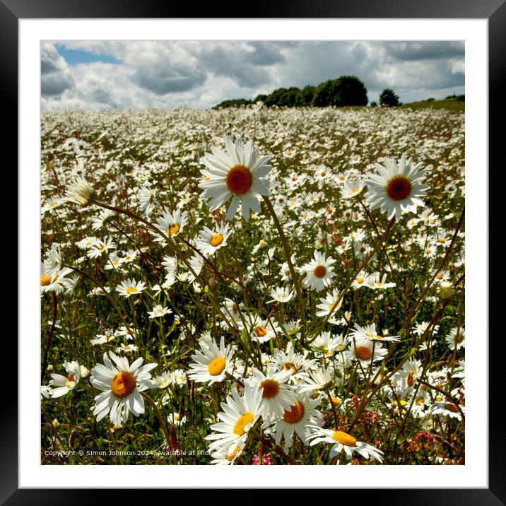 Sunlit Daisy Meadow, Cotswolds, Gloucestershire Framed Mounted Print by Simon Johnson