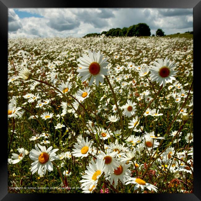 Sunlit Daisy Meadow, Cotswolds, Gloucestershire Framed Print by Simon Johnson