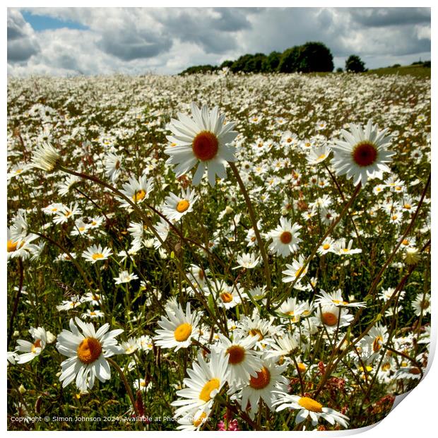 Sunlit Daisy Meadow, Cotswolds, Gloucestershire Print by Simon Johnson