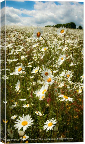 Sunlit Daisy Meadow in Cotswolds Canvas Print by Simon Johnson
